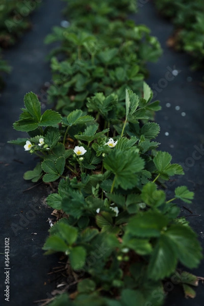 Obraz Strawberry seedlings - central closeup. Dark, moody colors. Made in a home garden on a cloudy day.