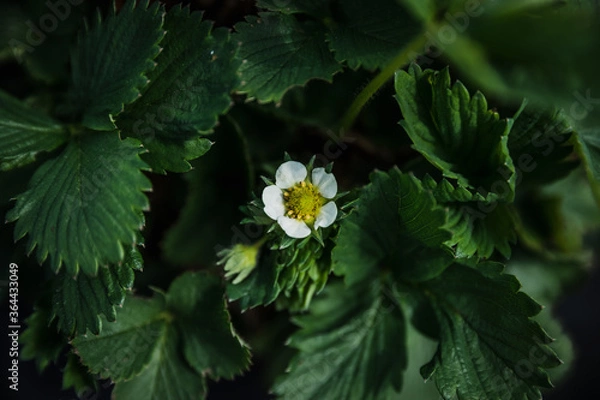 Obraz Strawberry flower - central closeup. Dark, moody colors. Made in a home garden on a cloudy day.