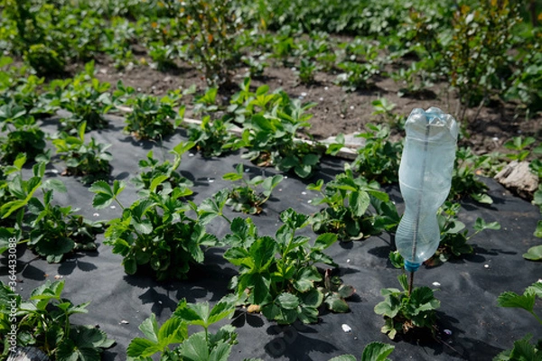 Obraz Strawberry seedlings - closeup, in dark, moody colors. Growing in a home garden.