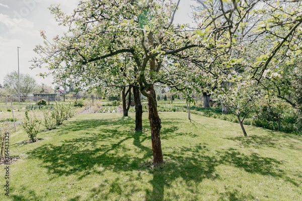 Obraz Orchard with apple trees when the flowers are blooming