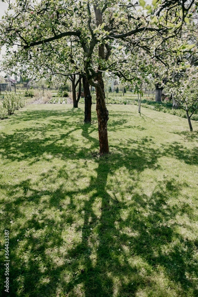 Obraz Orchard with apple trees when the flowers are blooming