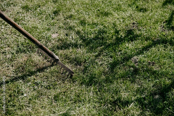 Obraz Rakes in the garden, copy space