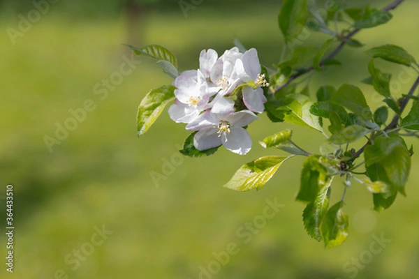 Obraz Apple blossom on a green grass background