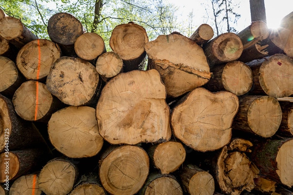 Obraz Cut down piles of trees in the forest, view into the sun