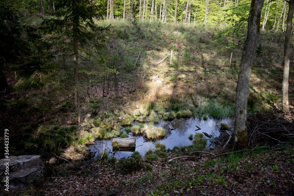 Obraz Swamp, a puddle in the forest in the valley in the morning