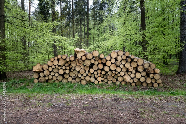 Obraz Cut down tree piles in a forest with trees in the background