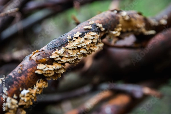 Obraz Hub mushroom on a tree branch, close up
