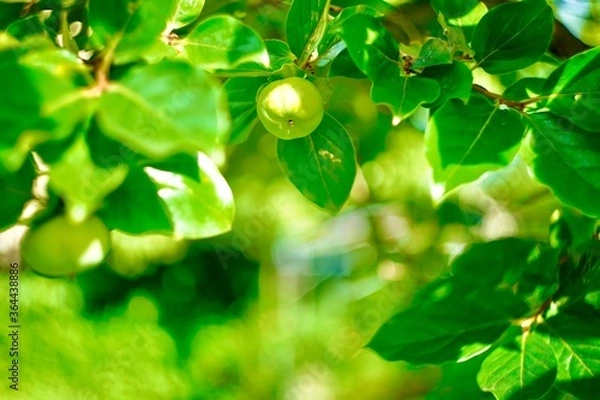 Fototapeta 青い果実〜グリーンの光