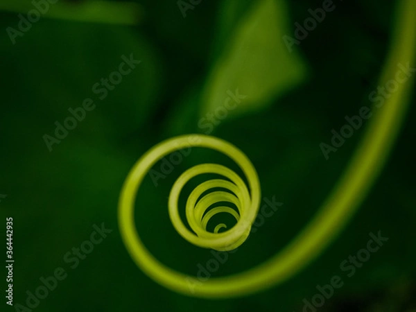 Fototapeta Selective focus on the mustache of a cucumber closeup. The mustache of the plant is twisted in the form of a spiral and ring. Abstract image with strong blur on a dark green background. Copy space.