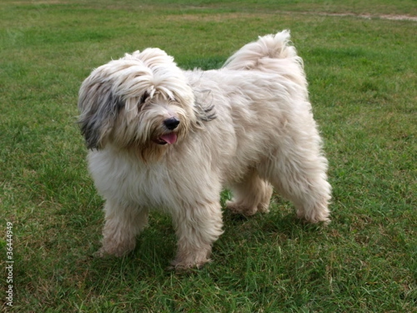 Fototapeta Tibet-Terrier