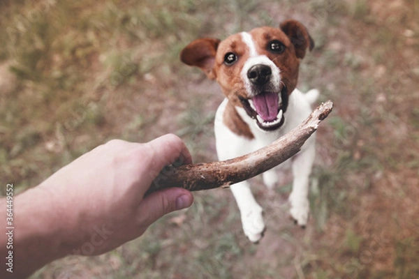 Obraz Top view of dog jack russell terrier playing with wooden stick that owner holds, outdoors