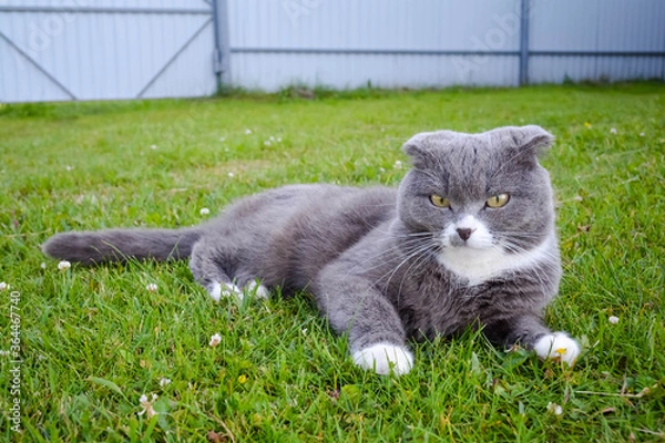 Obraz cat on grass