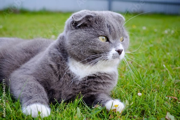 Obraz cat on grass