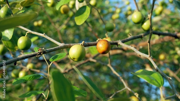 Fototapeta Fresh Jujube fruits close up on the tree in the garden
