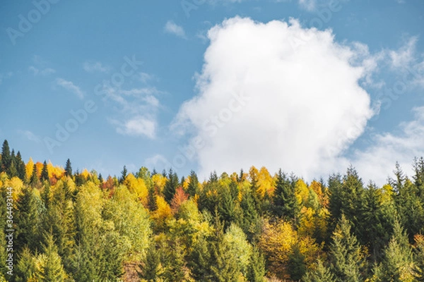 Obraz autumn landscape with trees