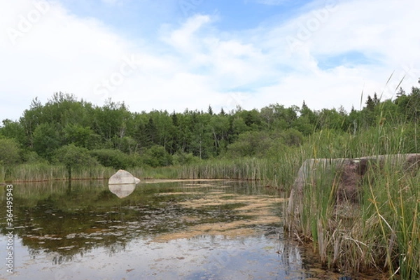 Obraz river in the forest