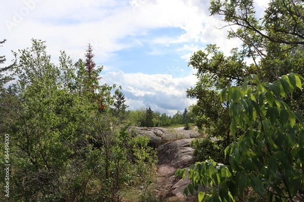Obraz tree in the mountains