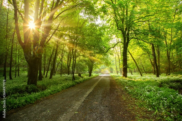 Fototapeta Forest road between green trees with morning sun peeking through the branches. Sunbeams shining through foliage onto a lone rural path.