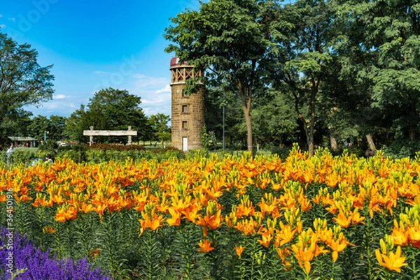 Obraz 薔薇　農家　農業　田舎