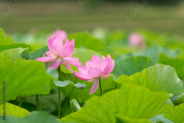 Fototapeta 満開の蓮