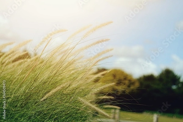 Obraz grass flower ingarden