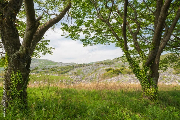 Obraz 5月の柔らかな光と緑の平尾台【福岡県】