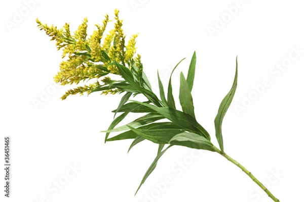 Fototapeta Goldenrod