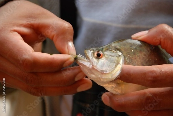 Fototapeta ostre zęby piranha