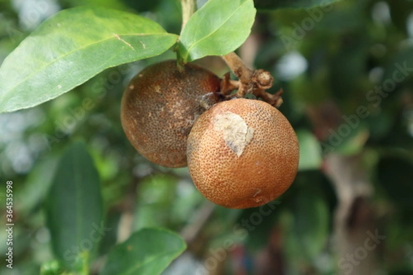 Obraz Citrus canker on lemon. Incomplete citrus plants.
