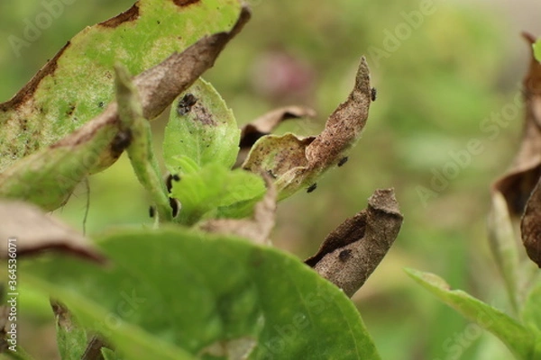 Obraz Insect pests destroy basil in the garden Until the yellow leaves are dry