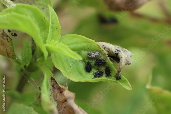 Obraz Insect pests destroy basil in the garden Until the yellow leaves are dry