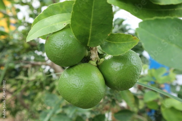 Obraz lime tree with fruits