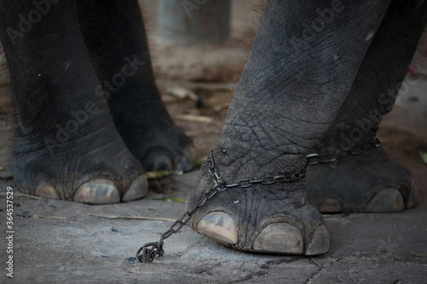 Fototapeta Chained elephant 10