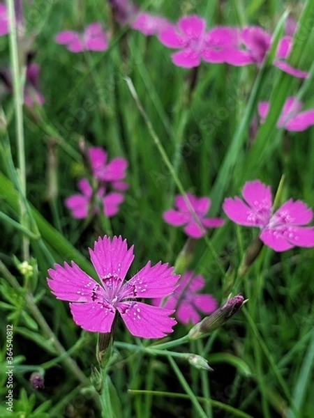 Obraz pink cosmos flower
