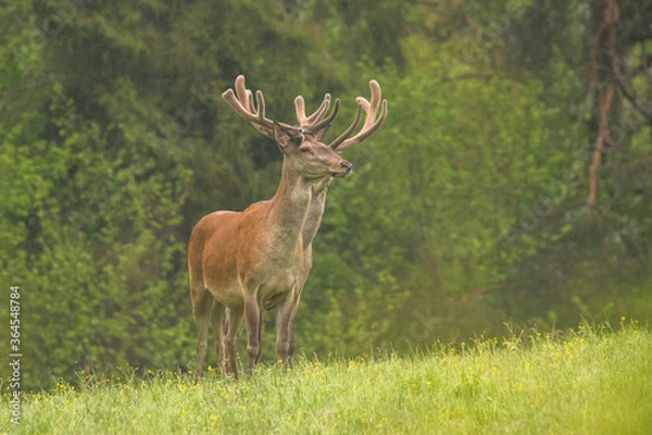 Fototapeta Red Deer stag in the forest. Bieszczady. Carpathian Mountains. Poland.