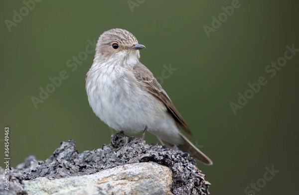 Obraz Spotted Flycatcher