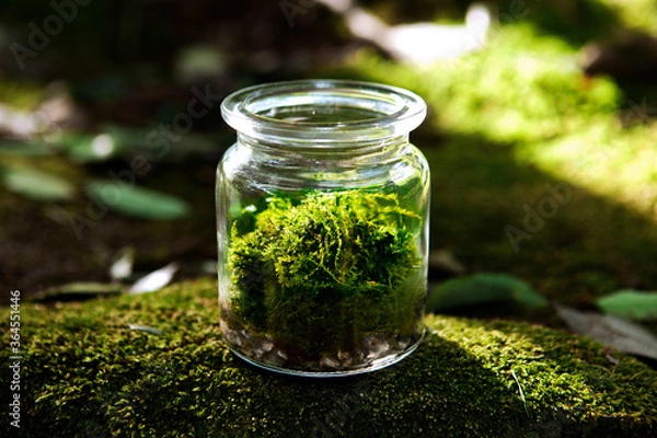 Obraz 緑の中の苔テラリウム