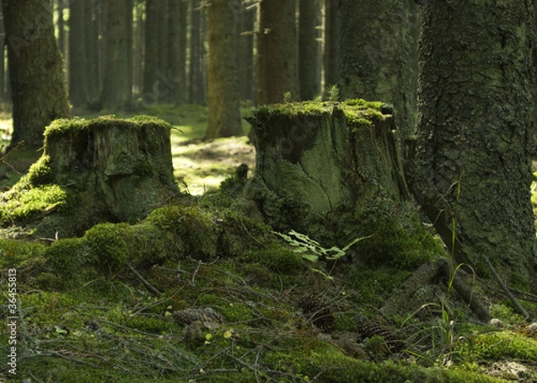 Obraz Fir trees regenration