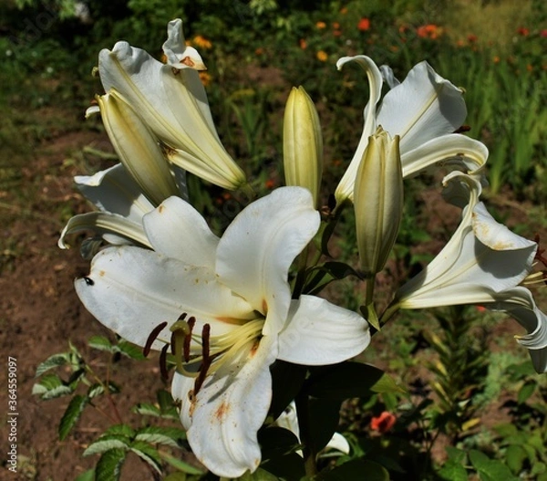 Obraz white tiger lilies