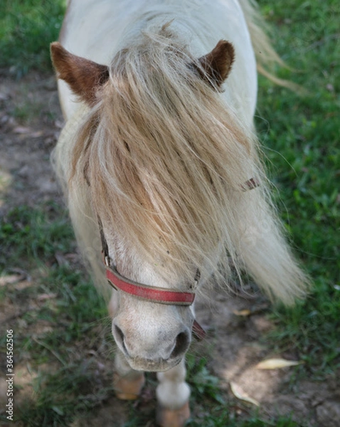 Obraz Pony portrait