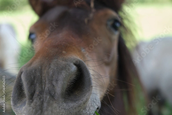 Obraz Funny pony face