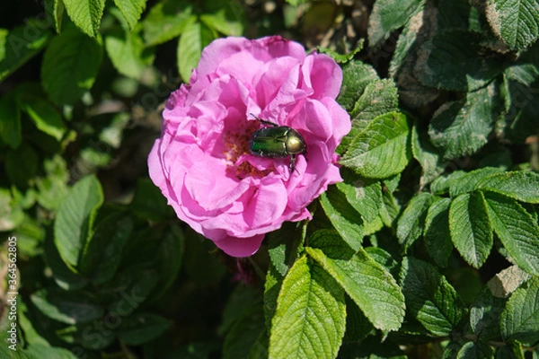 Obraz Rose chafer beetle