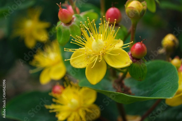 Obraz Hypericum androsaemum flower
