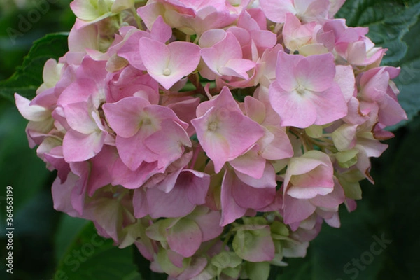 Obraz Hortensia flower