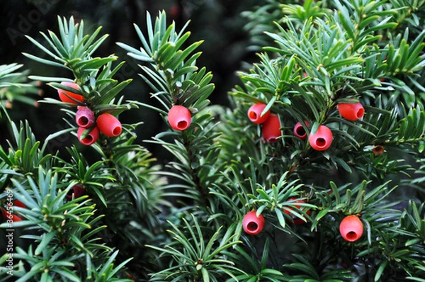 Obraz Europäische Eibe