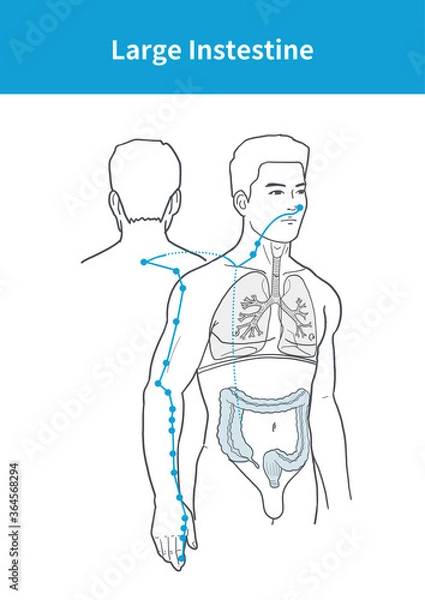 Obraz large intestine meridian illustration