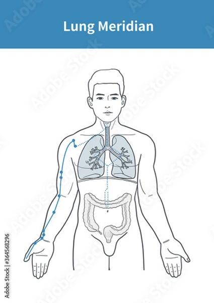 Obraz lung meridian illustration