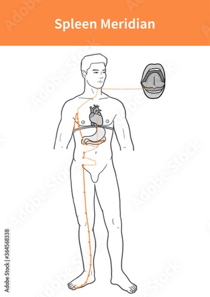 Obraz spleen meridian illustration