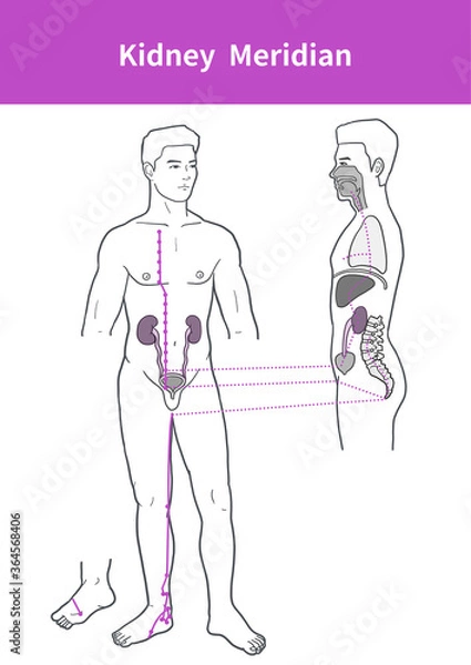 Obraz kidney meridian illustration