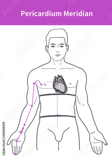 Obraz pericardium meridian illustration